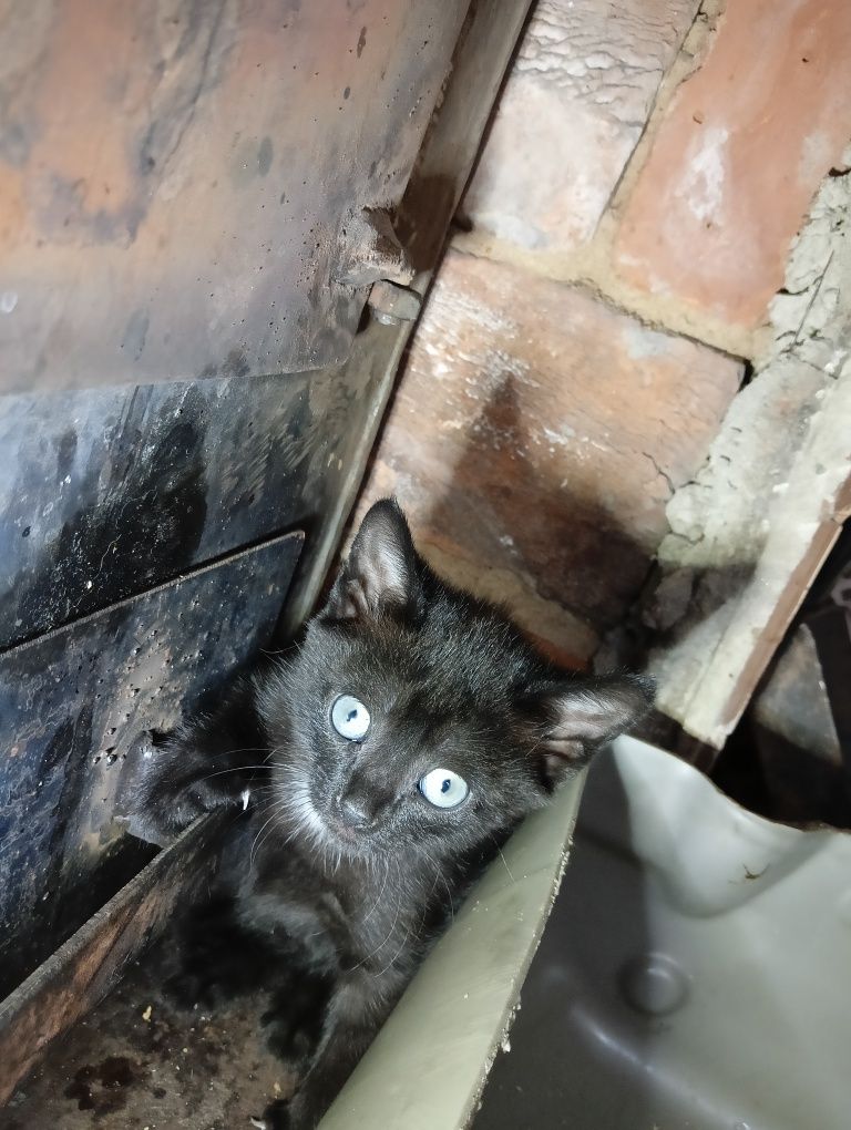 Котята 2 месяца.