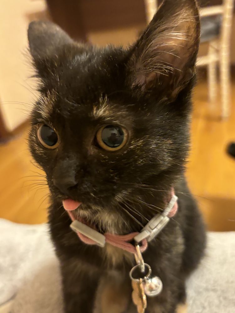 котенок трехцветный