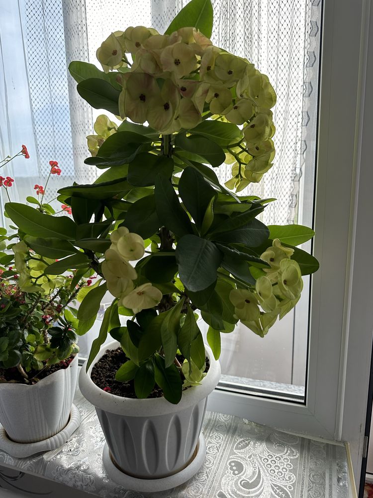 Продам красивый кактус миля