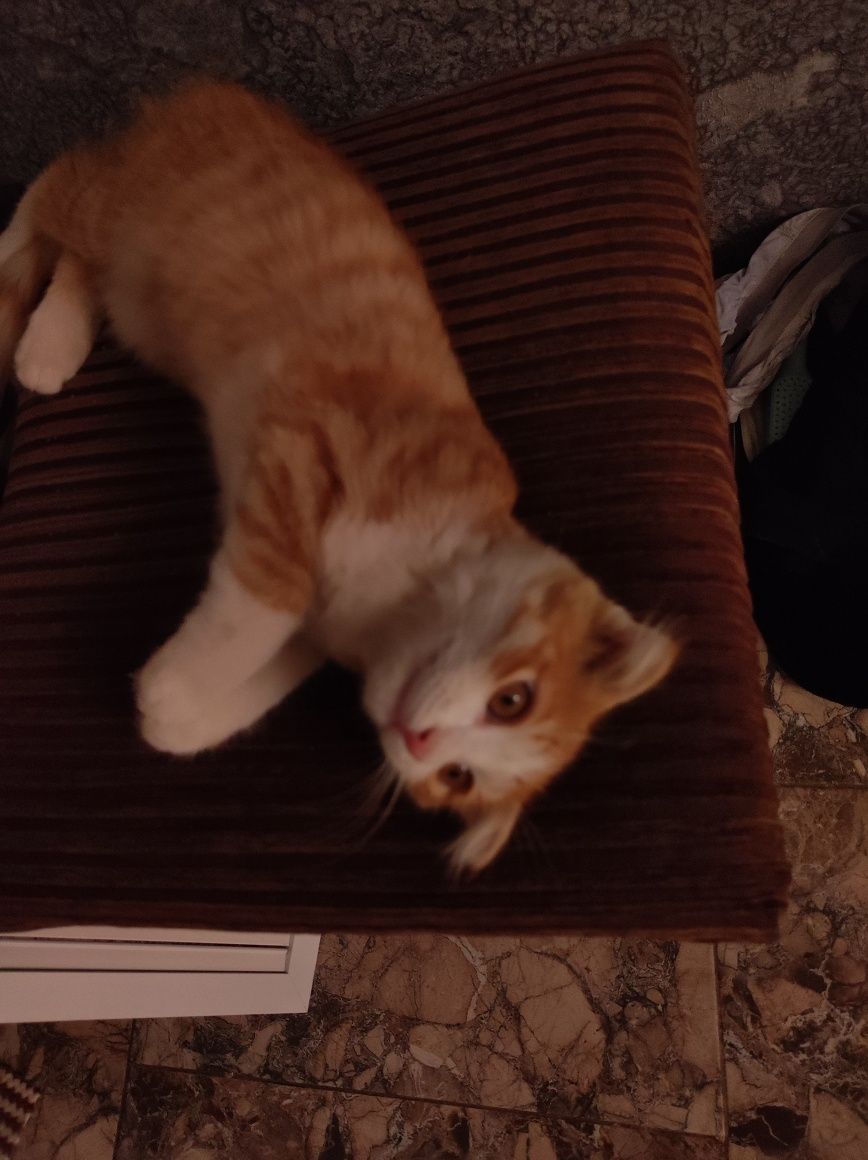 Котёнок рыжий вислоухий
