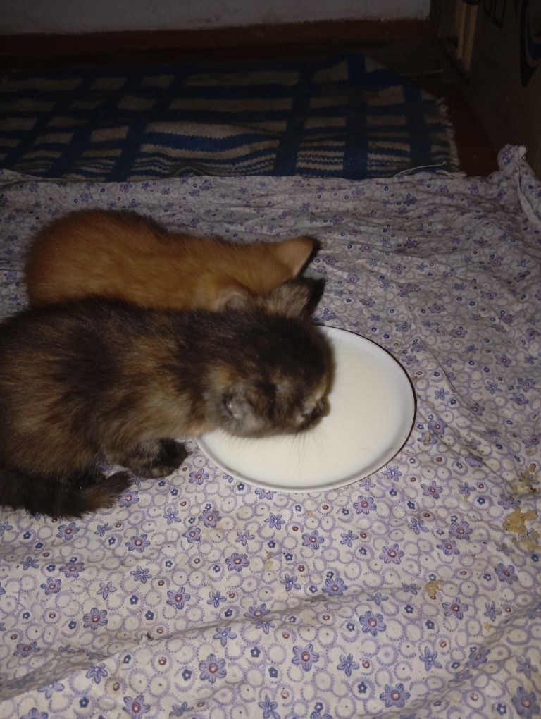 В добрые руки котят