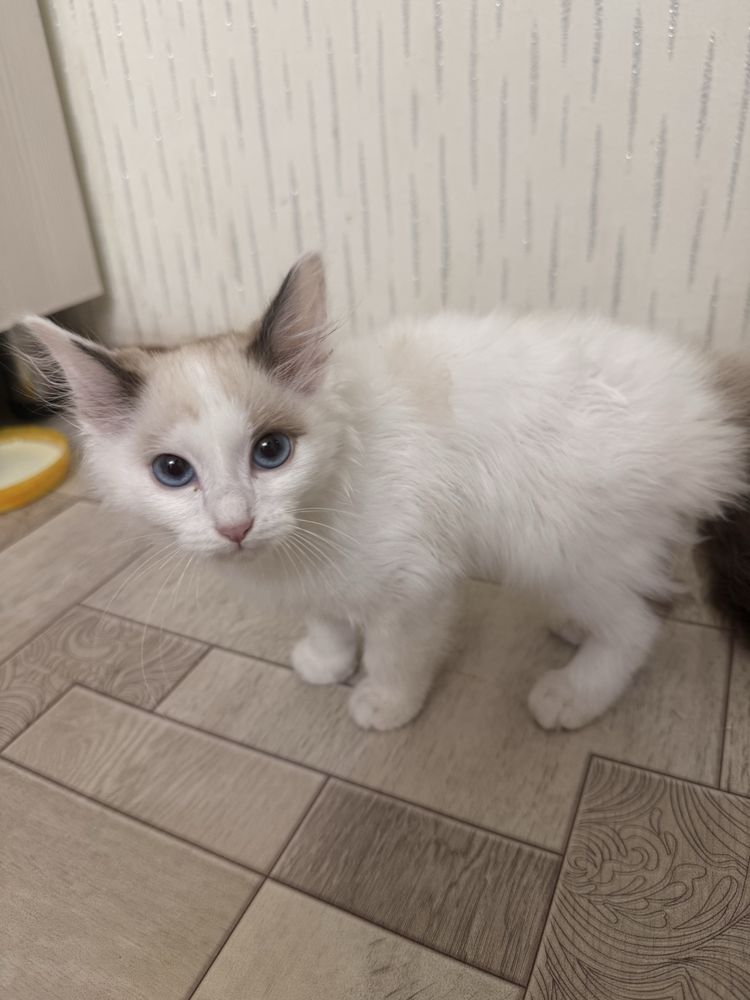 Котенок бесплатно.