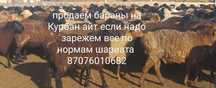 Бараны на Курбан айт