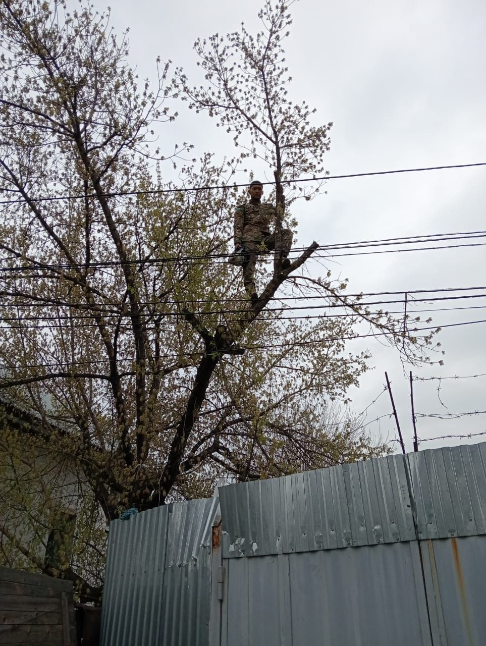 Спил деревьев обрезка дерево