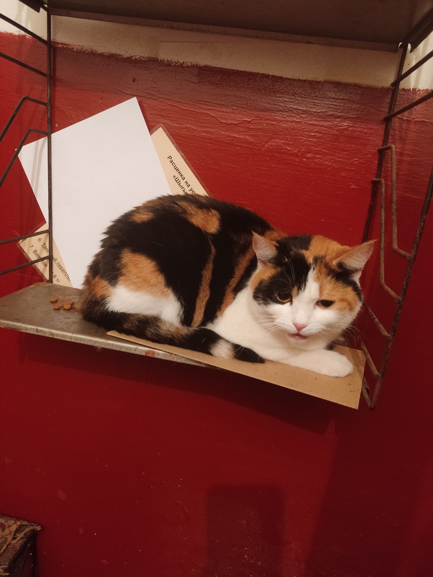 Потерялась кошка