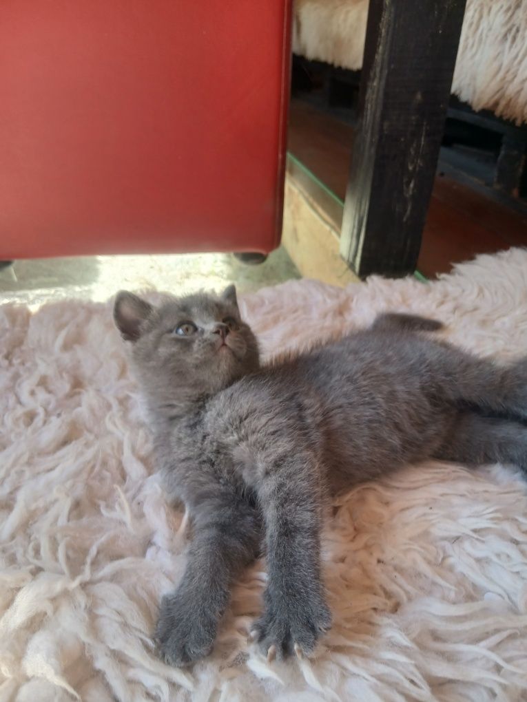Продам котят британской породы.