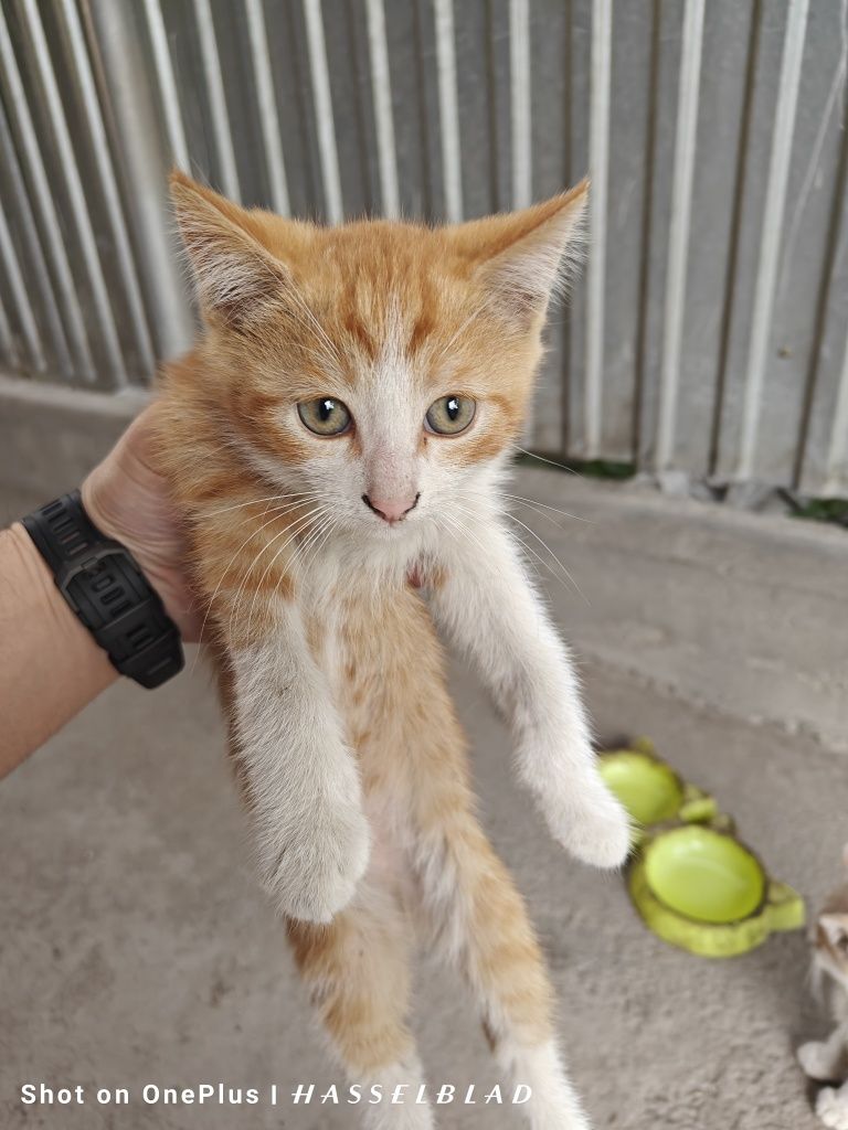 Котята бесплатно