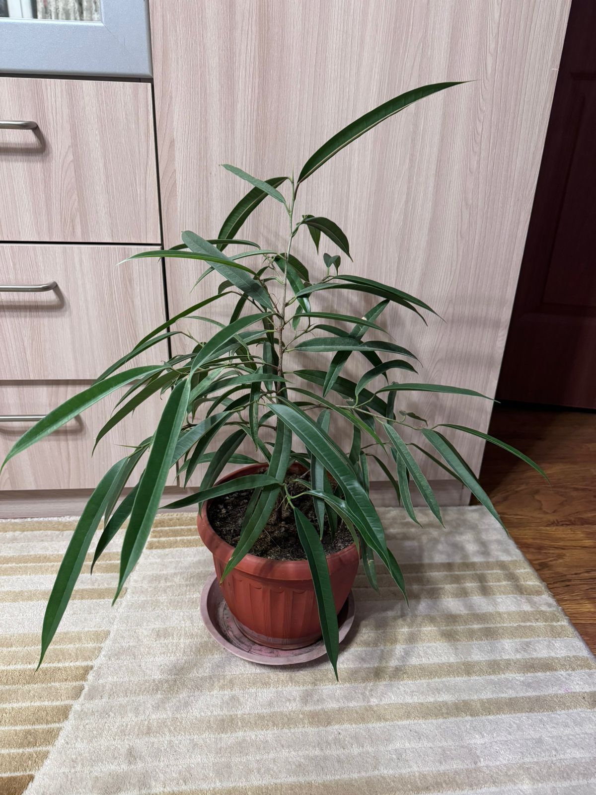 Цветы комнатные разные