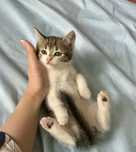 Продаю породистую котенка красивую девочку