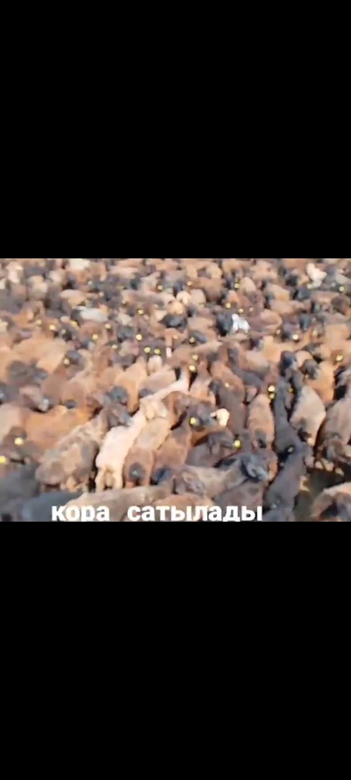 қора сатылады 180млн