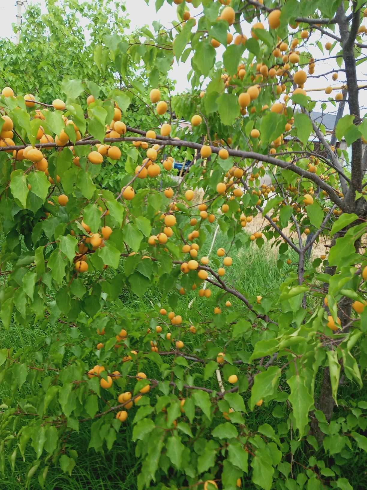Продаю дом в Баскудуке, срочно