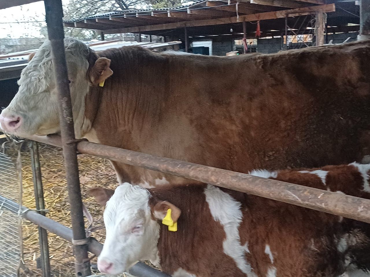 Продам быка 2.5г чистокровного