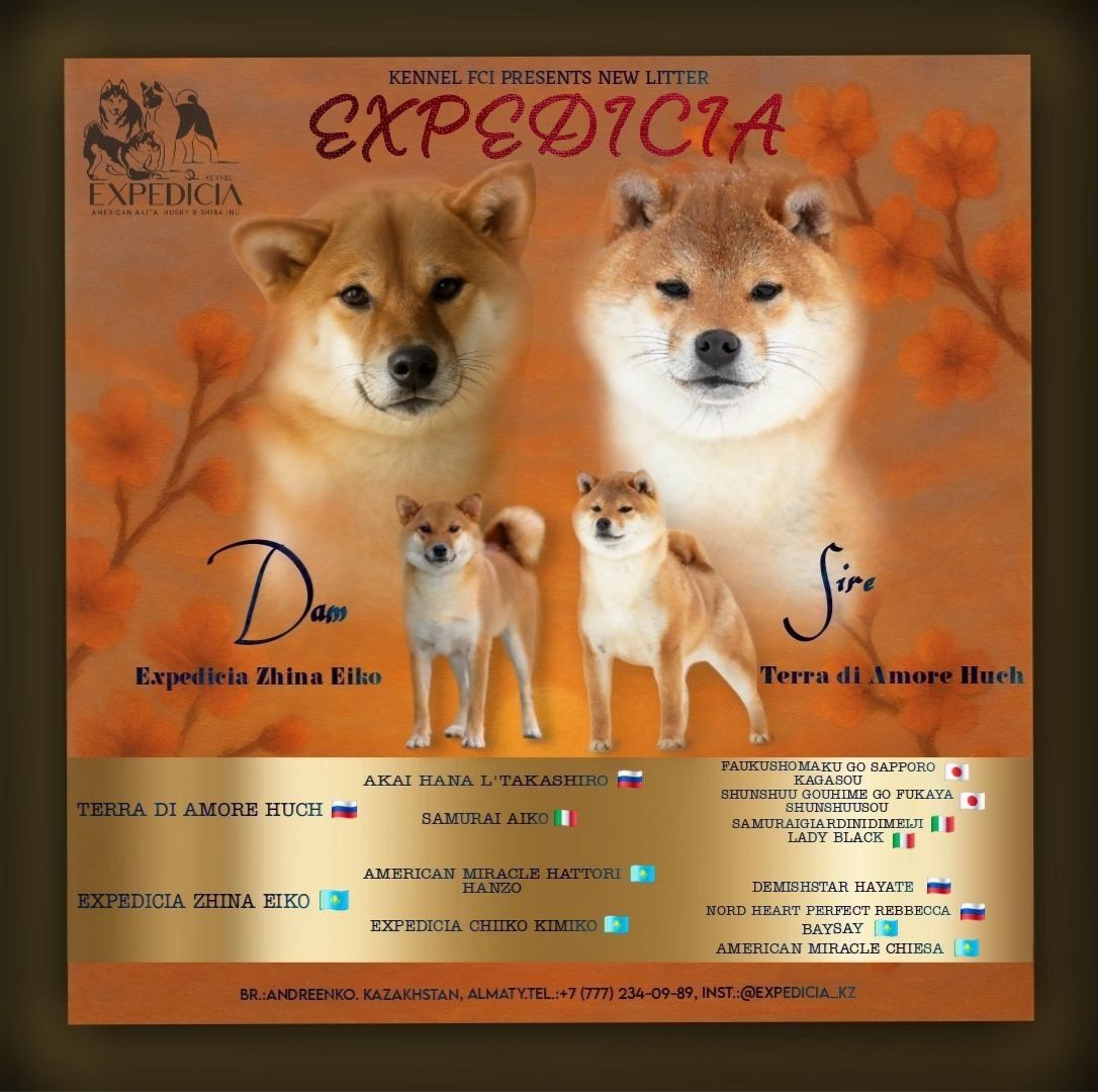 Сиба ину щенки из питомника