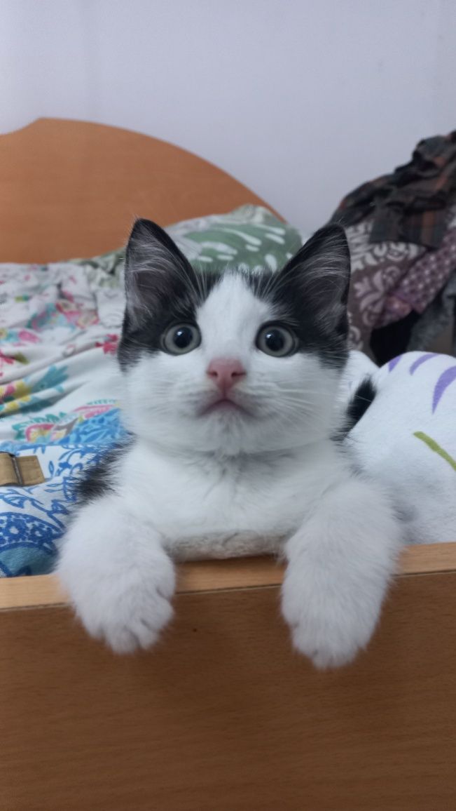 Дарим котёнка в добрые руки