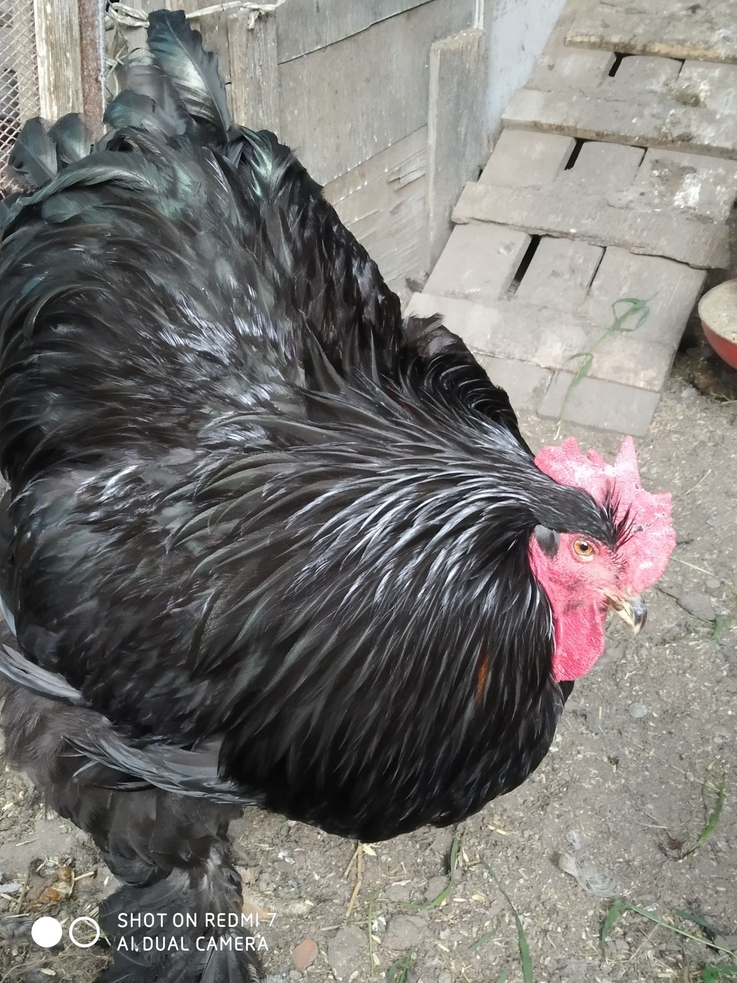 Продам цыплят черного кохинхина