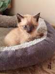Отдам Сиамских котят мальчиков  !!3 Котят