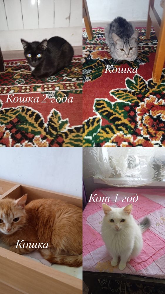 Кошки, коты, котята в добрые руки