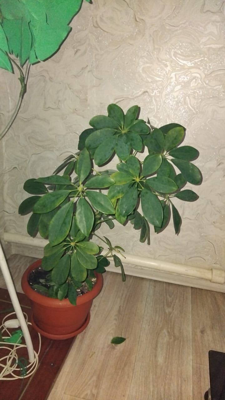 Продаётся цветок Шефлера