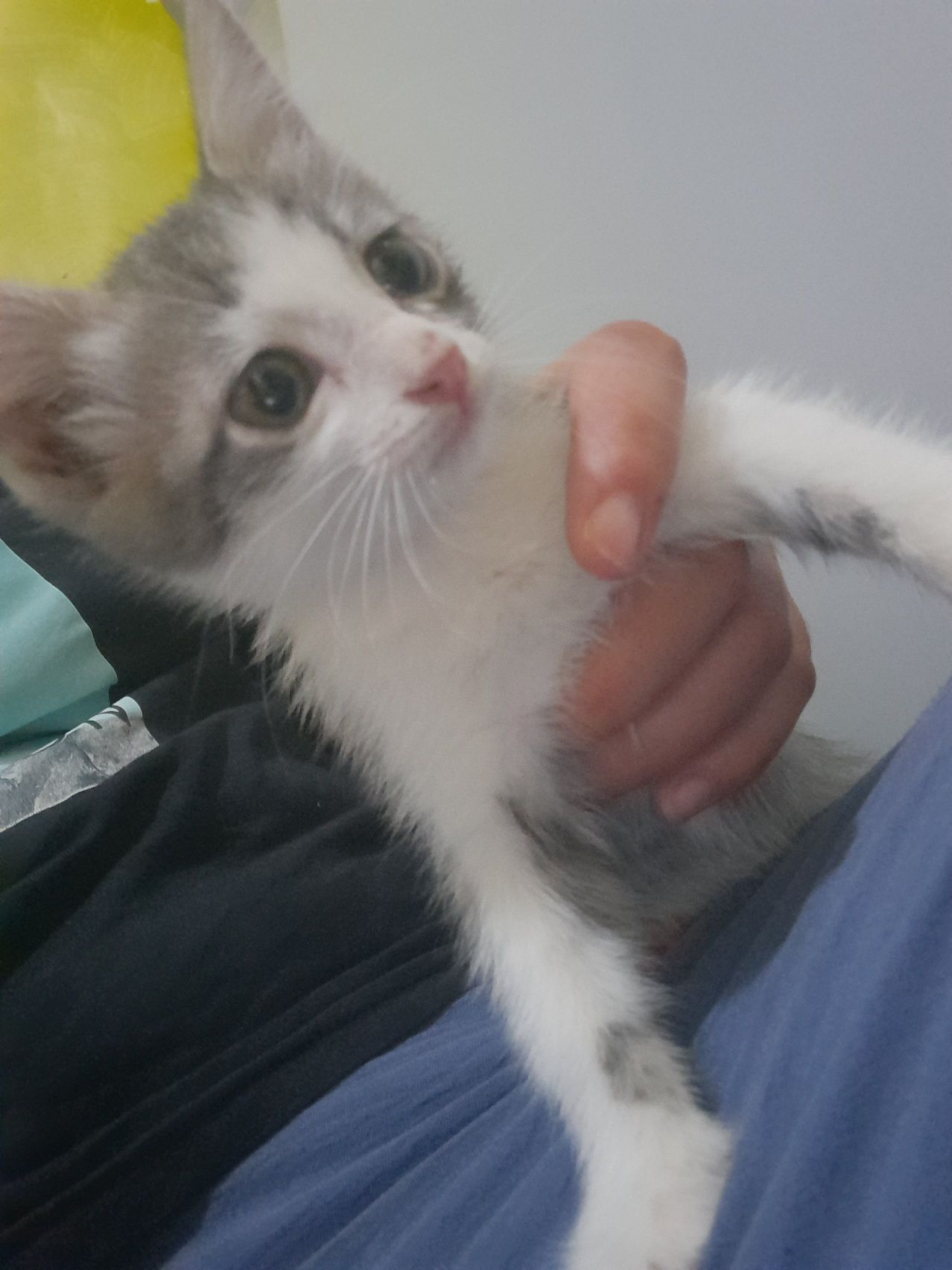 Котенок бесплатно