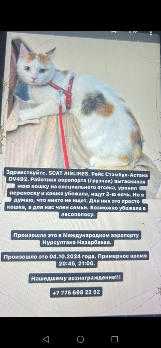 Кошка потерялась