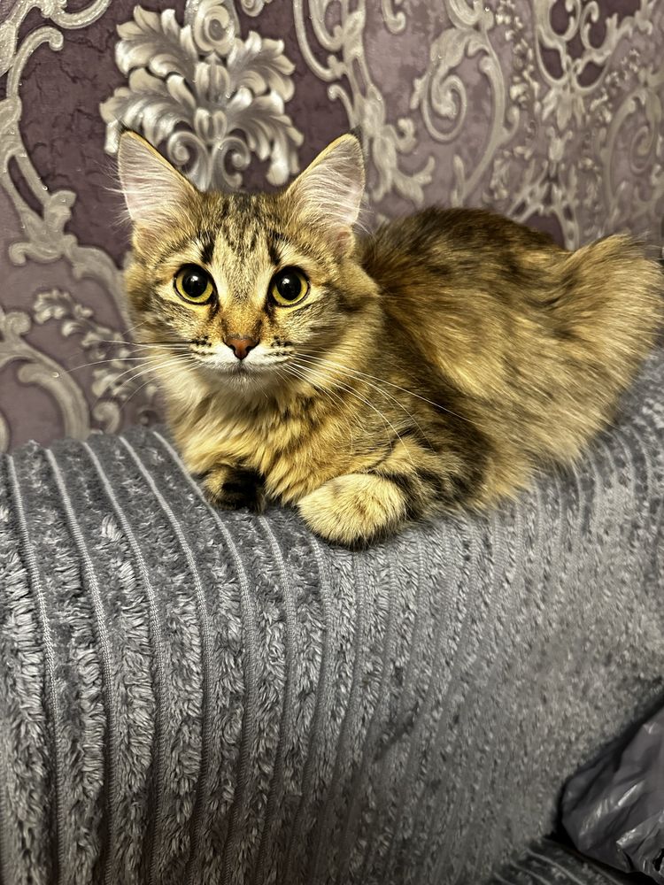 Отдам кошку бесплатно