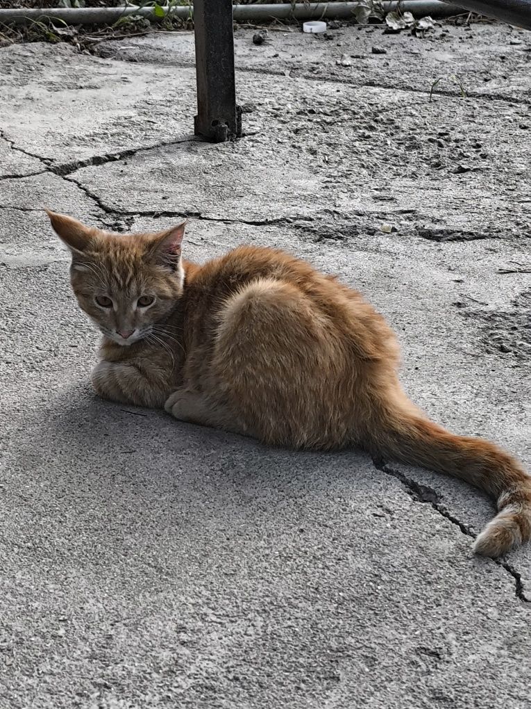 Котёнок. Бесплатно