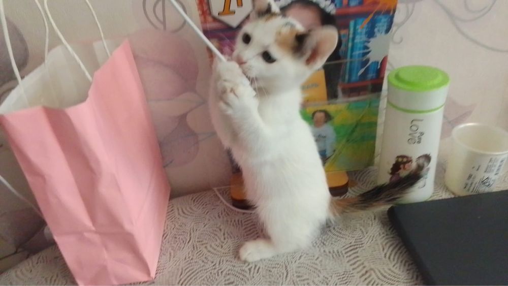 Отдам очень красивых котят в любщие и отвественные руки!