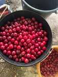Продам домашнюю вишню