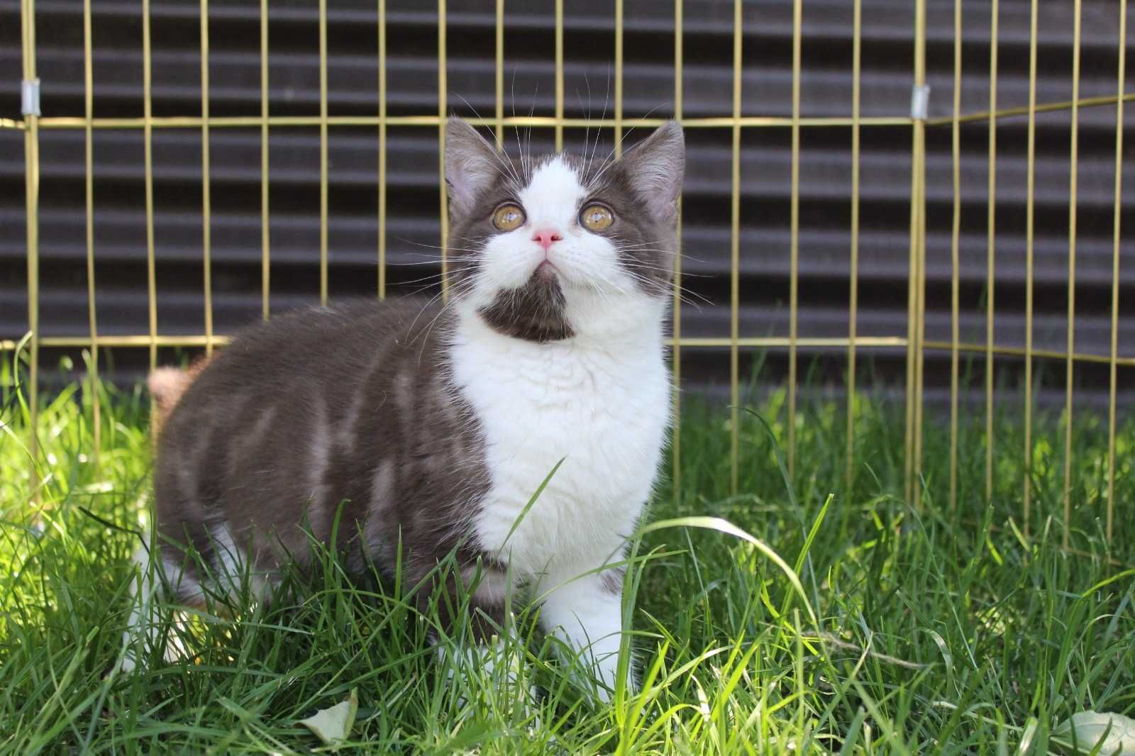 Продажа чистокровных котят