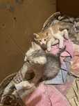 Котята красивые чистые