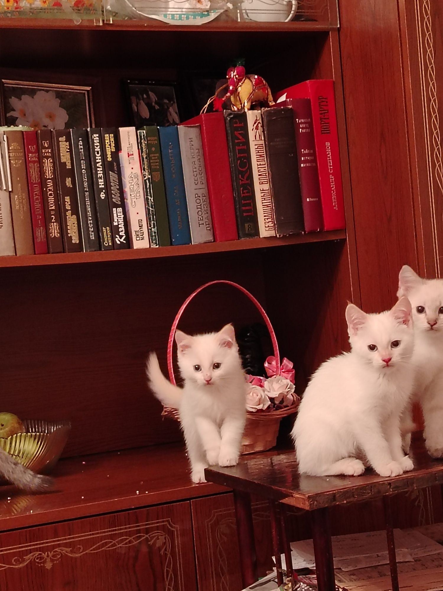 Котята, сиамские редгол и сиамские