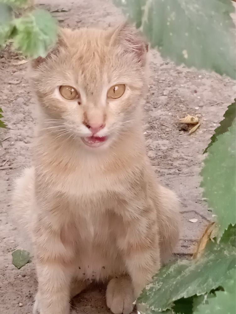 котенок в добрые руки