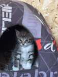 Отдам котенка мальчика