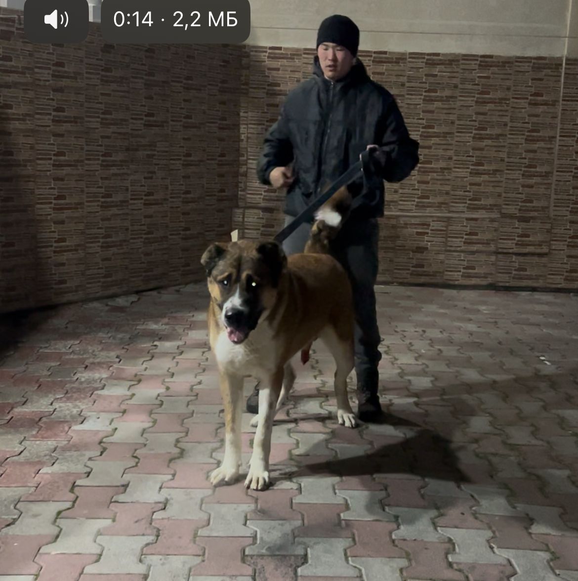 Продам щенков 3 мес