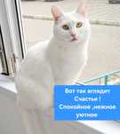 Белоснежная кошечка Беллочка .Стерелизована.