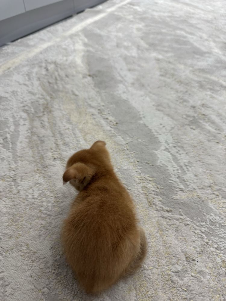 Вислоухие котята