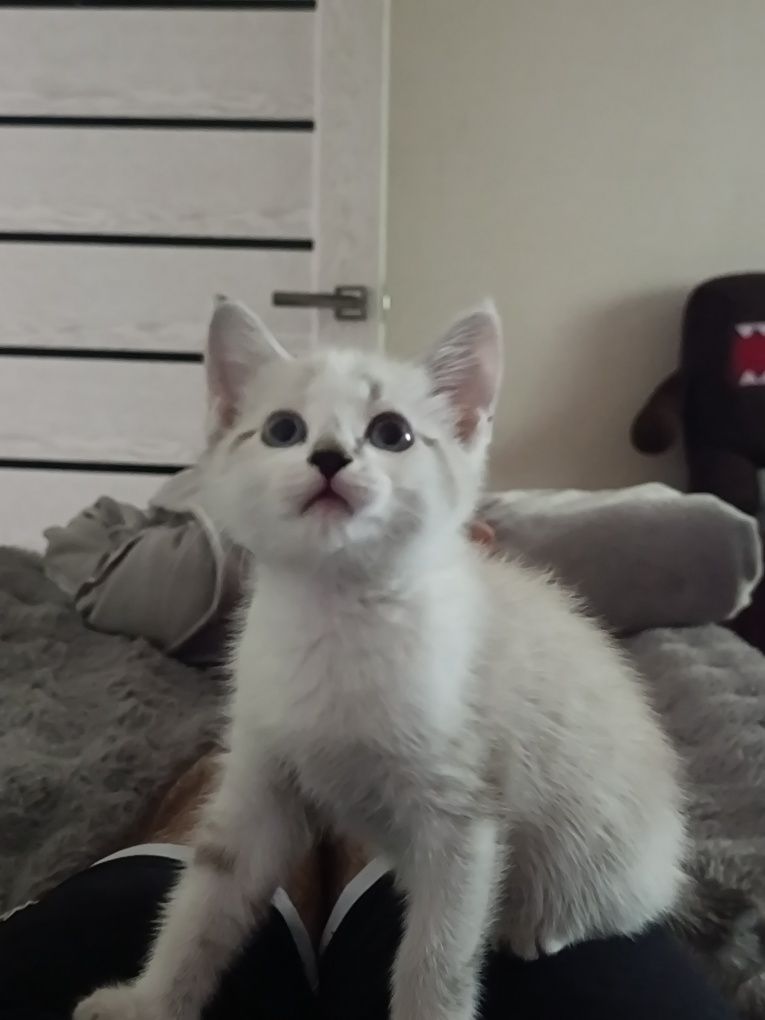 отдам котёнка 2 месяца