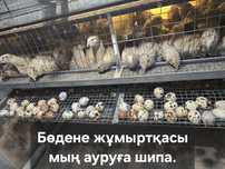 Балғын[свежий] бөдене жұмыртқалары Балықшыдан [Атырау] сатылады.