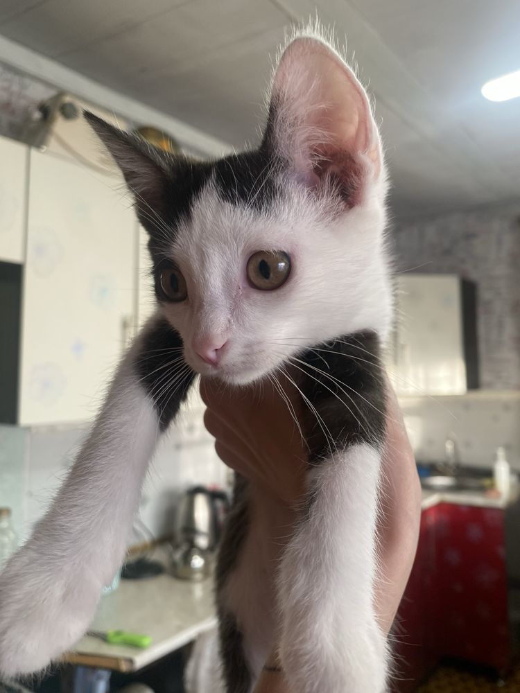 Отдаём котят в добрые руки ,2 мальчика 2 девочки