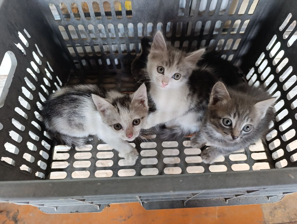 Котята, могу доставить