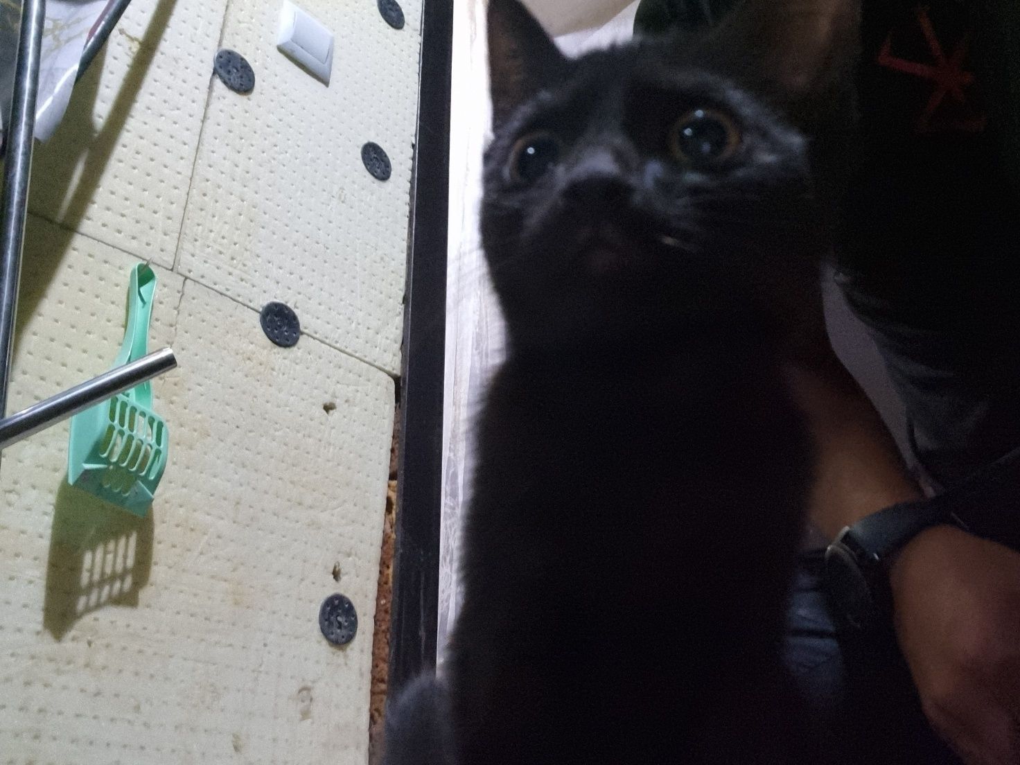 Отдам котенка в добрые руки