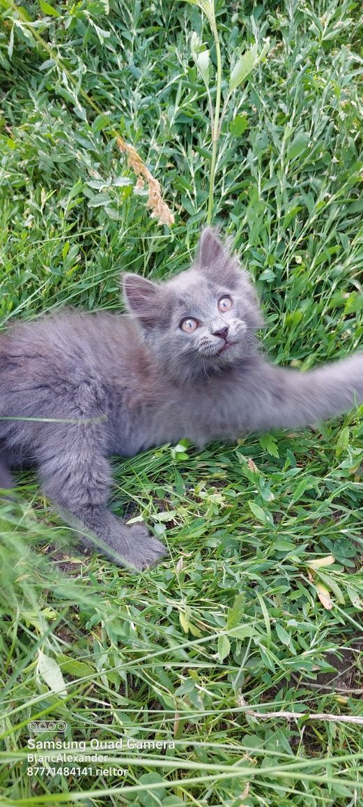 Британские котята.
