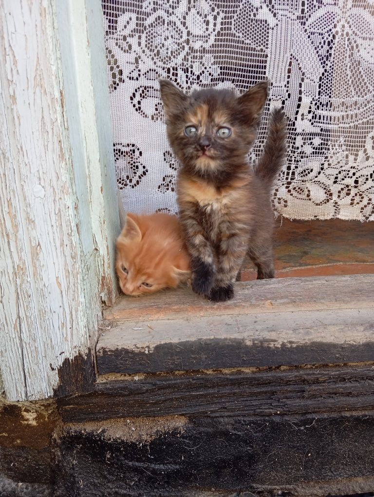 В добрые руки котят