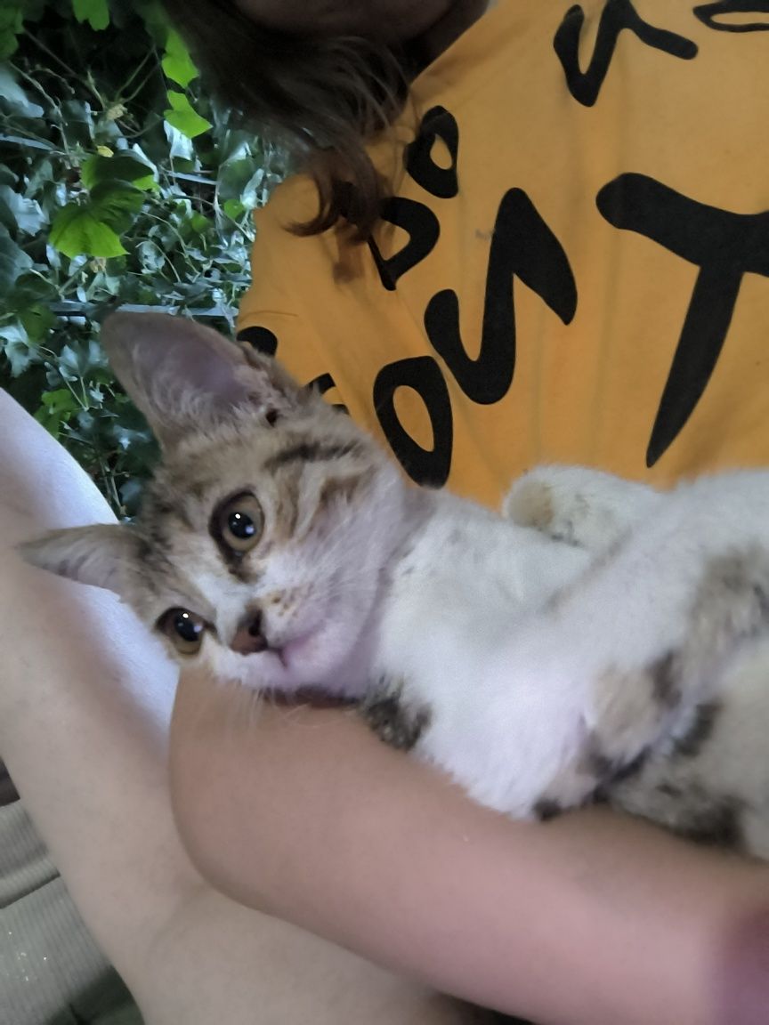 Кошечка трёхцветная. Котёнок в добрые руки