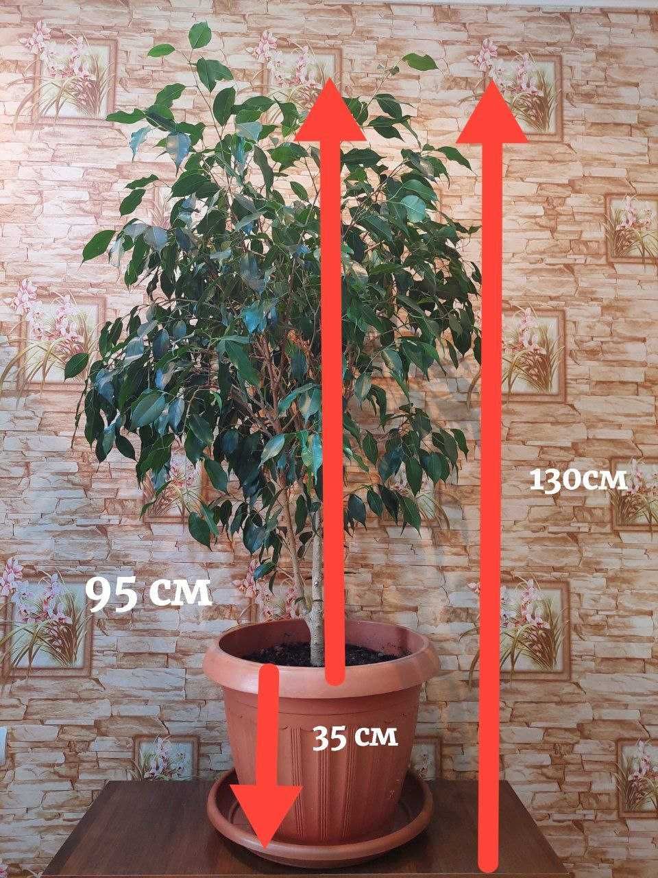 Дерево Фикус Бенджамина  (Ficus Benjamina)