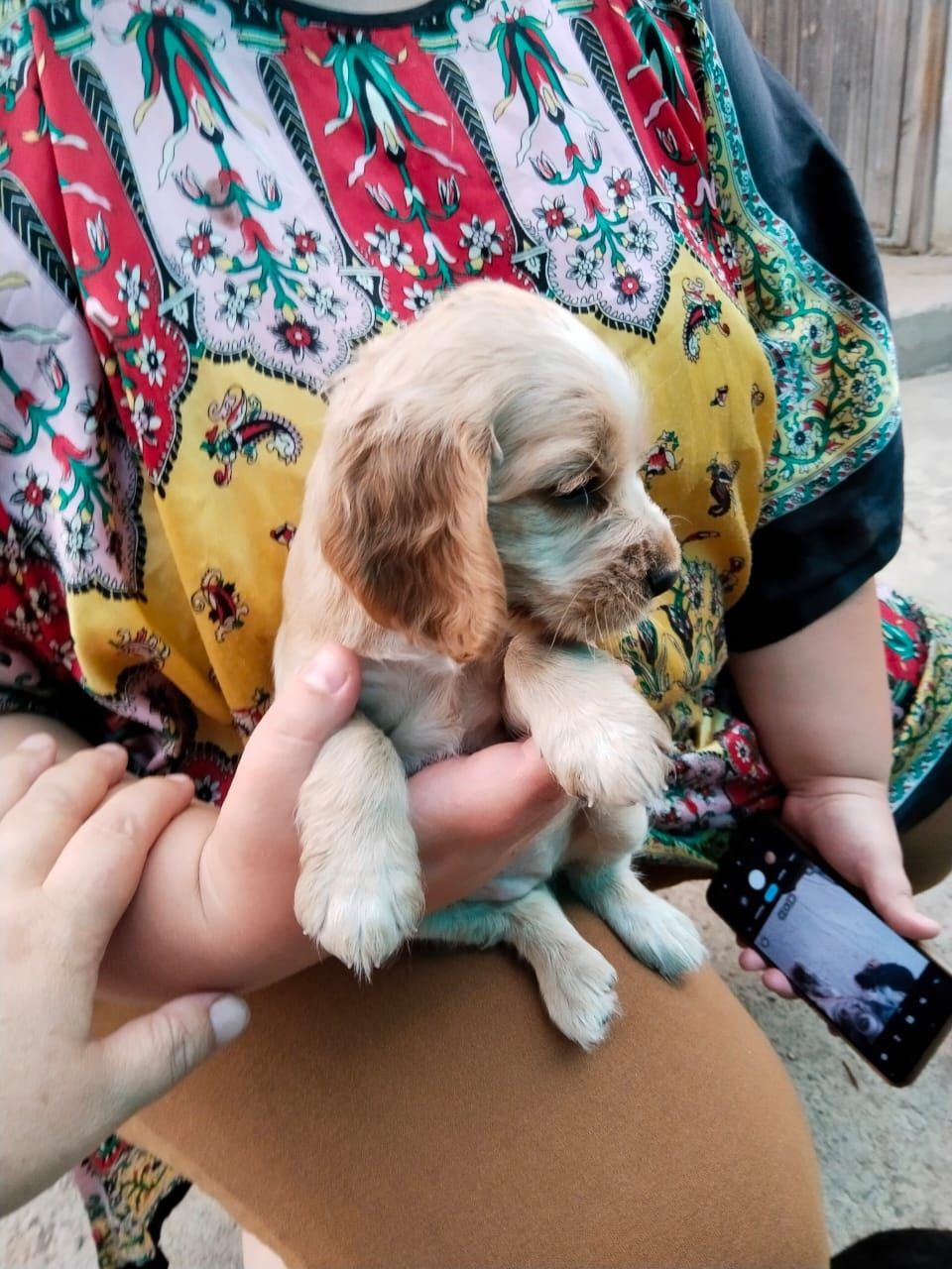 Русский спаниель щенки