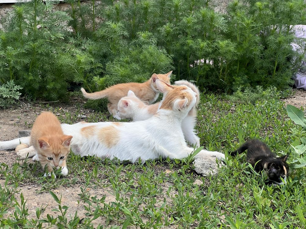 Кошку отдам в добрые руки