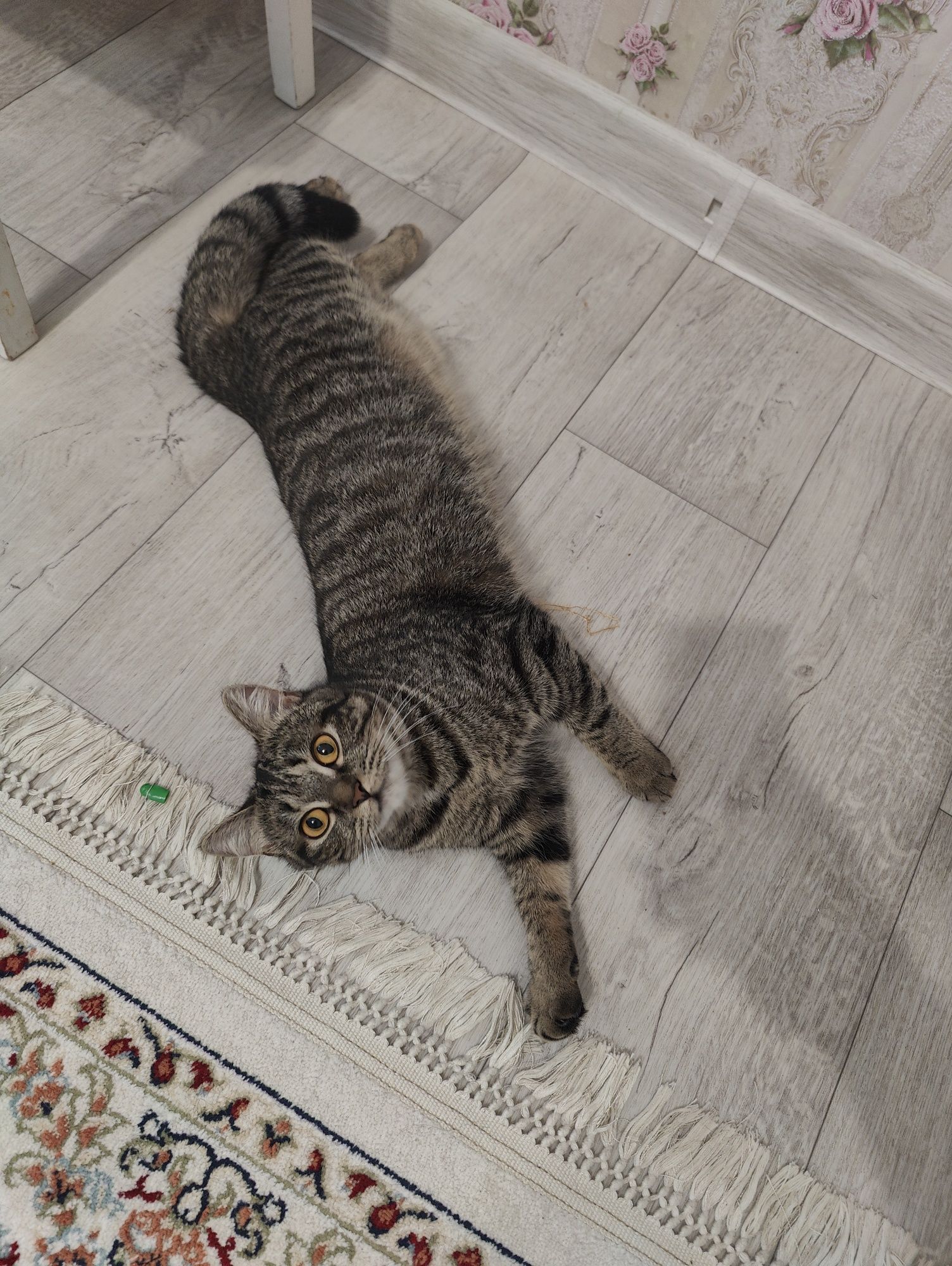 Отдам породистую кошку в хорошие руки