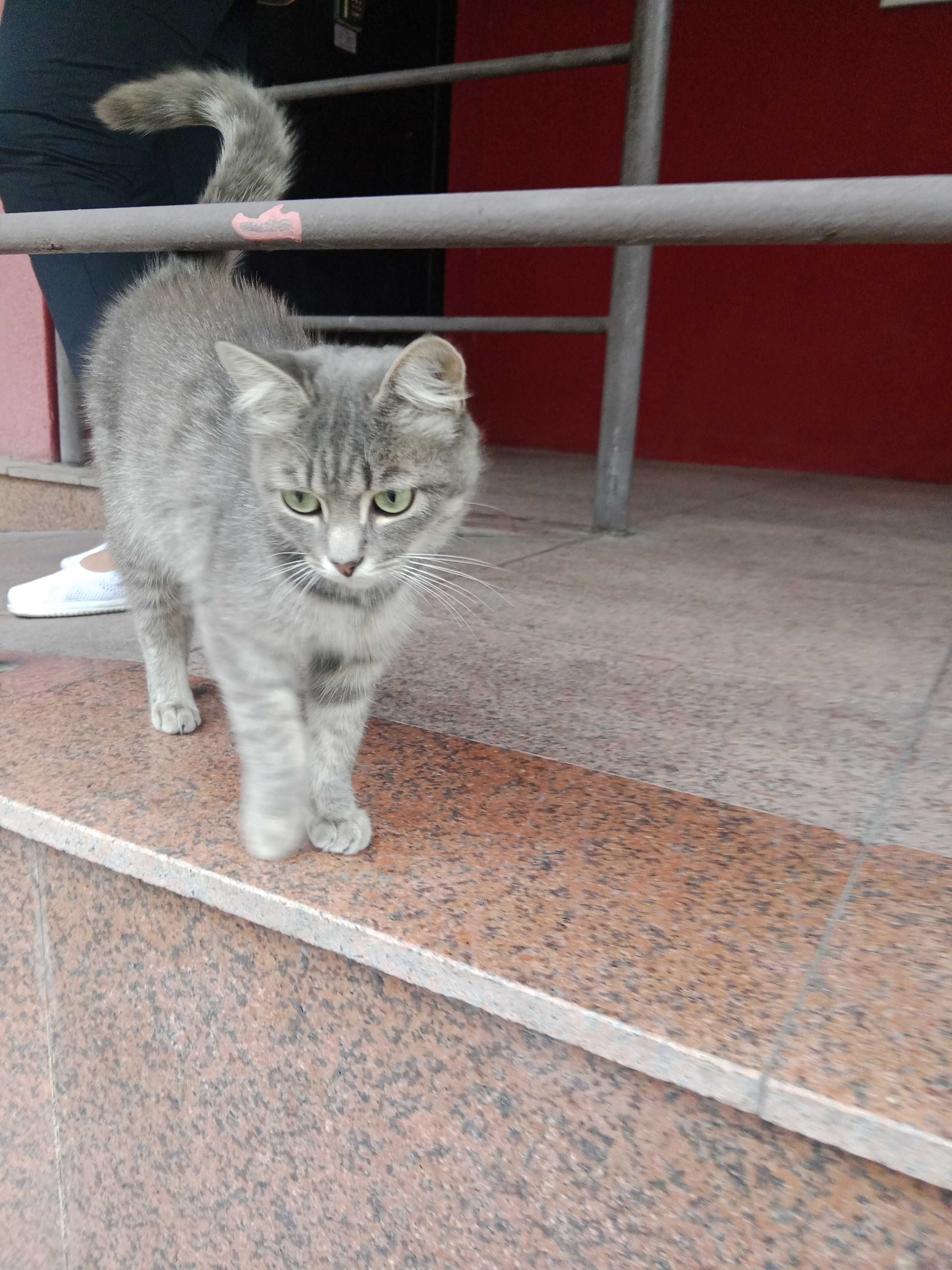 Красивейший котик в добрые руки