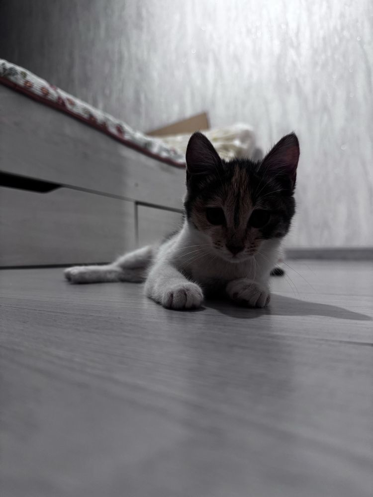 отдам котенка в добрые руки